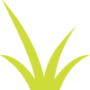 Grass 1